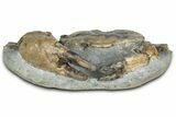 Oligocene Fossil Crab (Branchioplax) - Washington State #355027-1